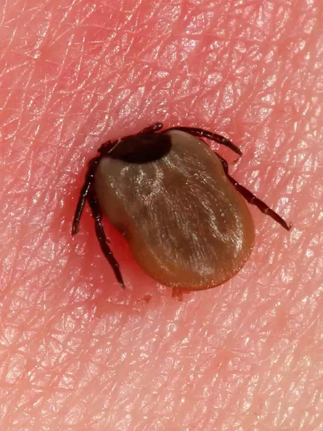 Lyme disease How is it Transmitted?