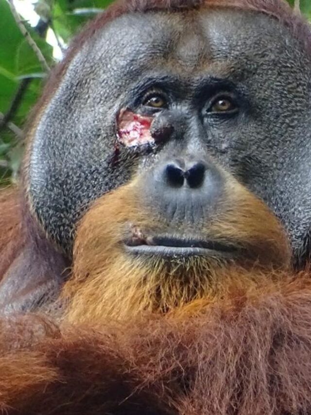 “Wild Wonder: Orangutan’s Natural Healing Powers Revealed”